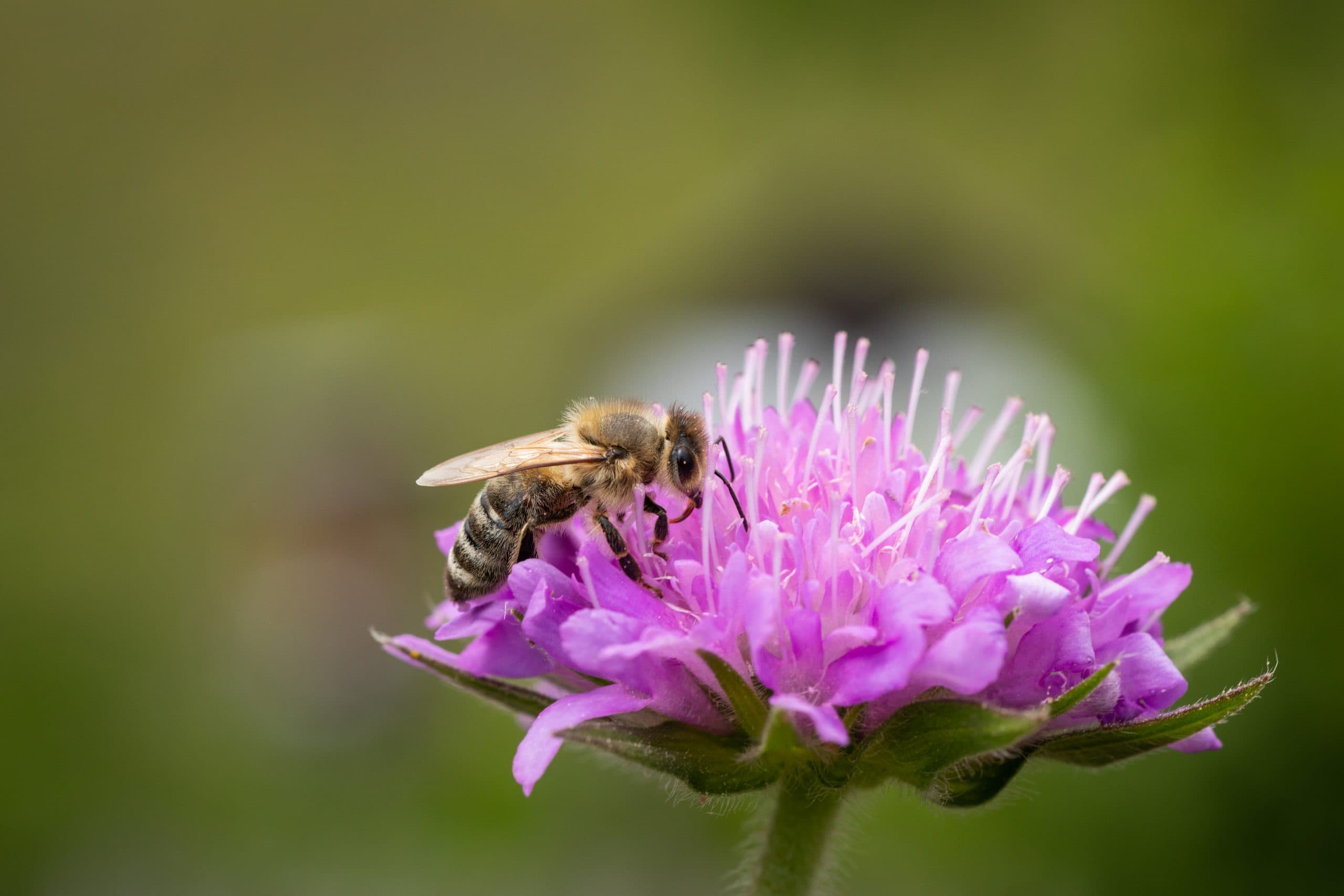 Cover Image for Ein Königreich für die Bienen